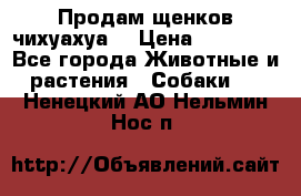 Продам щенков чихуахуа  › Цена ­ 10 000 - Все города Животные и растения » Собаки   . Ненецкий АО,Нельмин Нос п.
